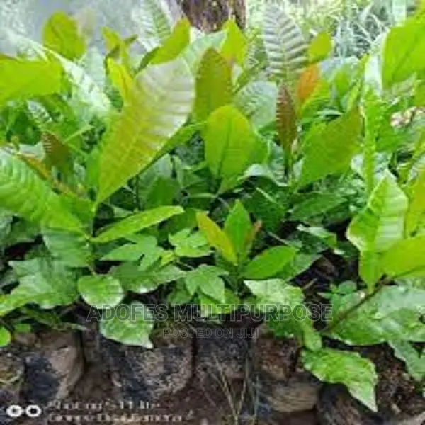 Cashew Seedling