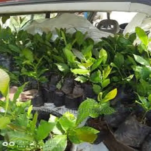 Cashew Seedling