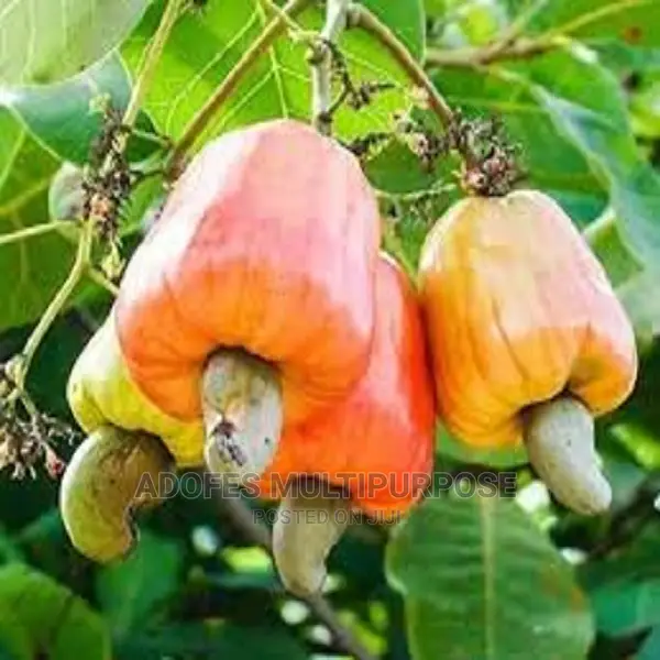 Cashew Seedling