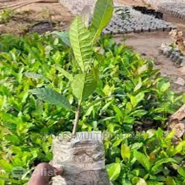 Cashew Seedling