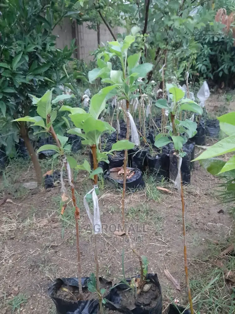 English Apple Seedling