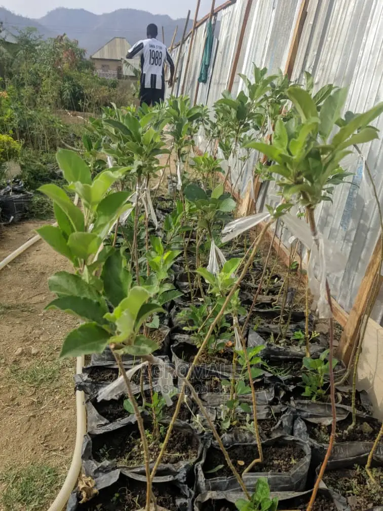 English Apple Seedling