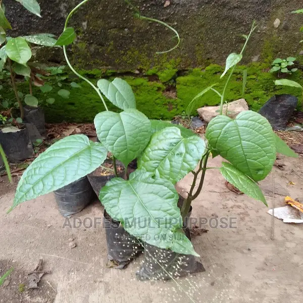 Walnut ( Awusa ) Seedling