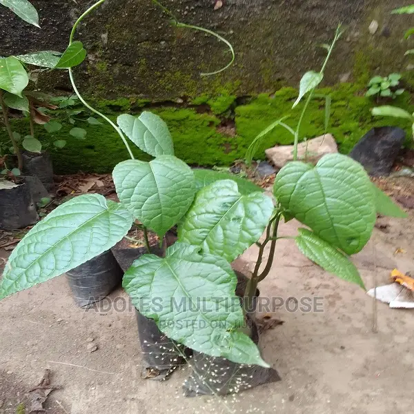 Walnut ( Awusa ) Seedling