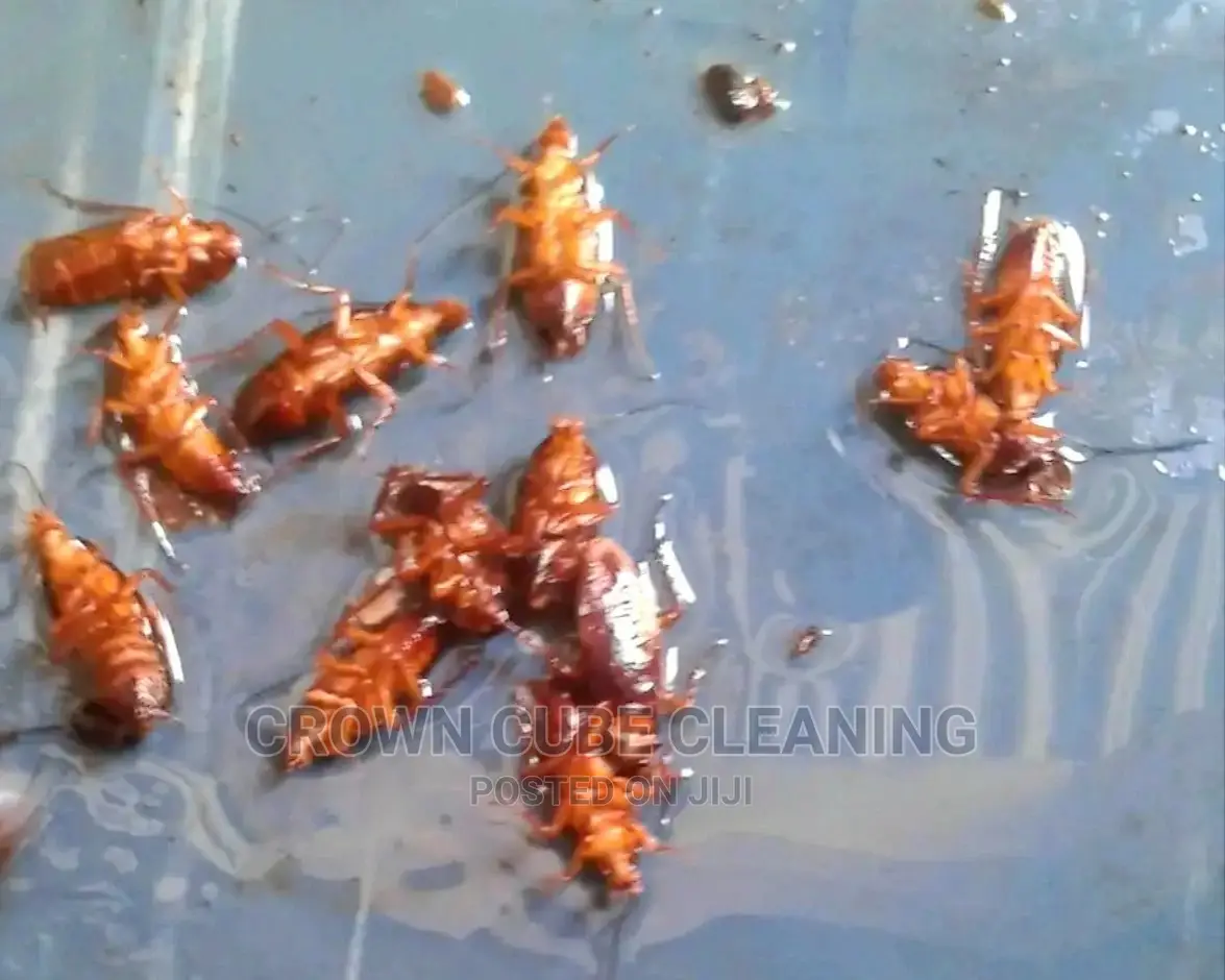 House Fumigation Services Pest Contr