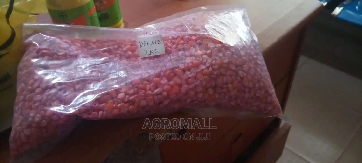 Special Hybrid Maize _1kg