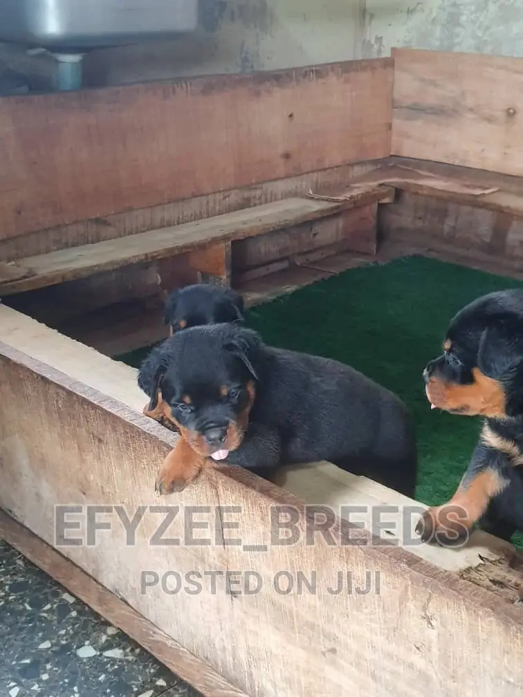 1-3 Months Male Purebred Rottweiler