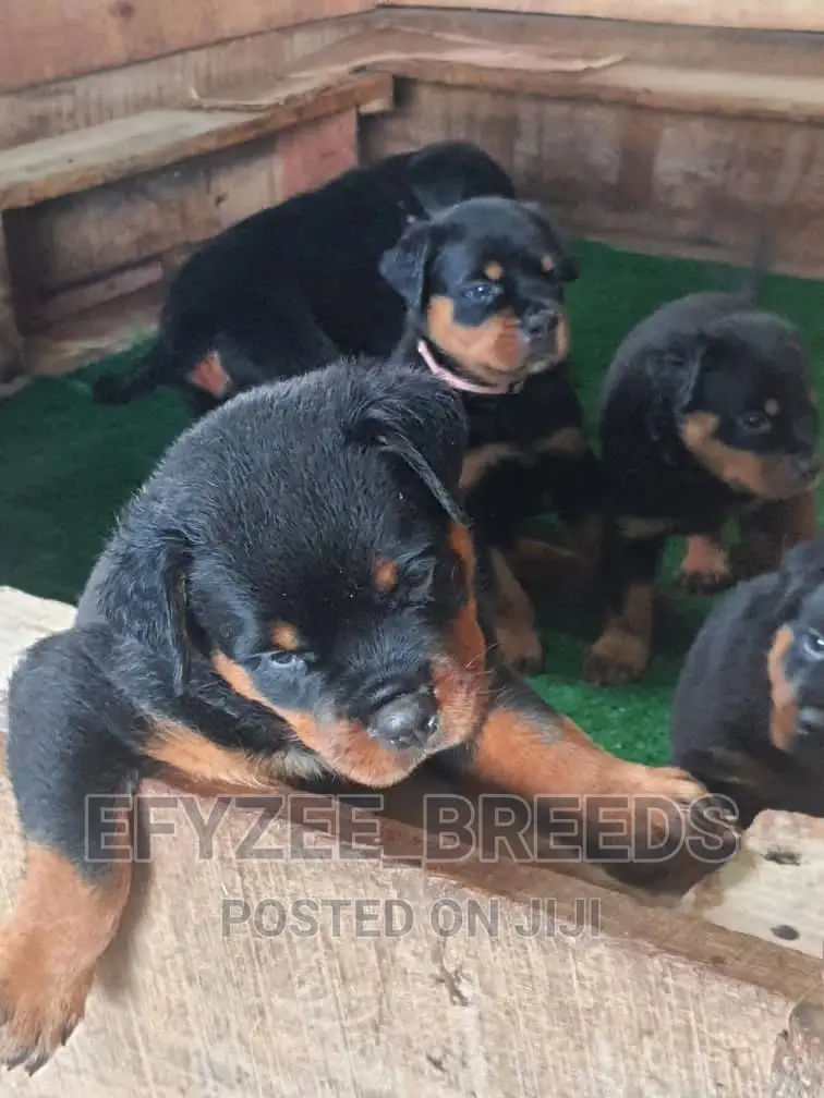 1-3 Months Male Purebred Rottweiler