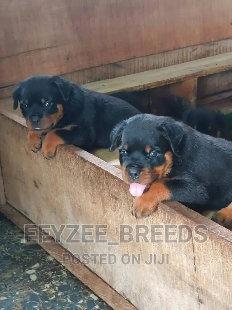 1-3 Months Male Purebred Rottweiler