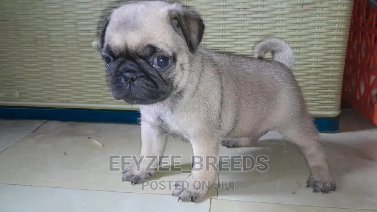 1-3 Months Male Purebred Pug