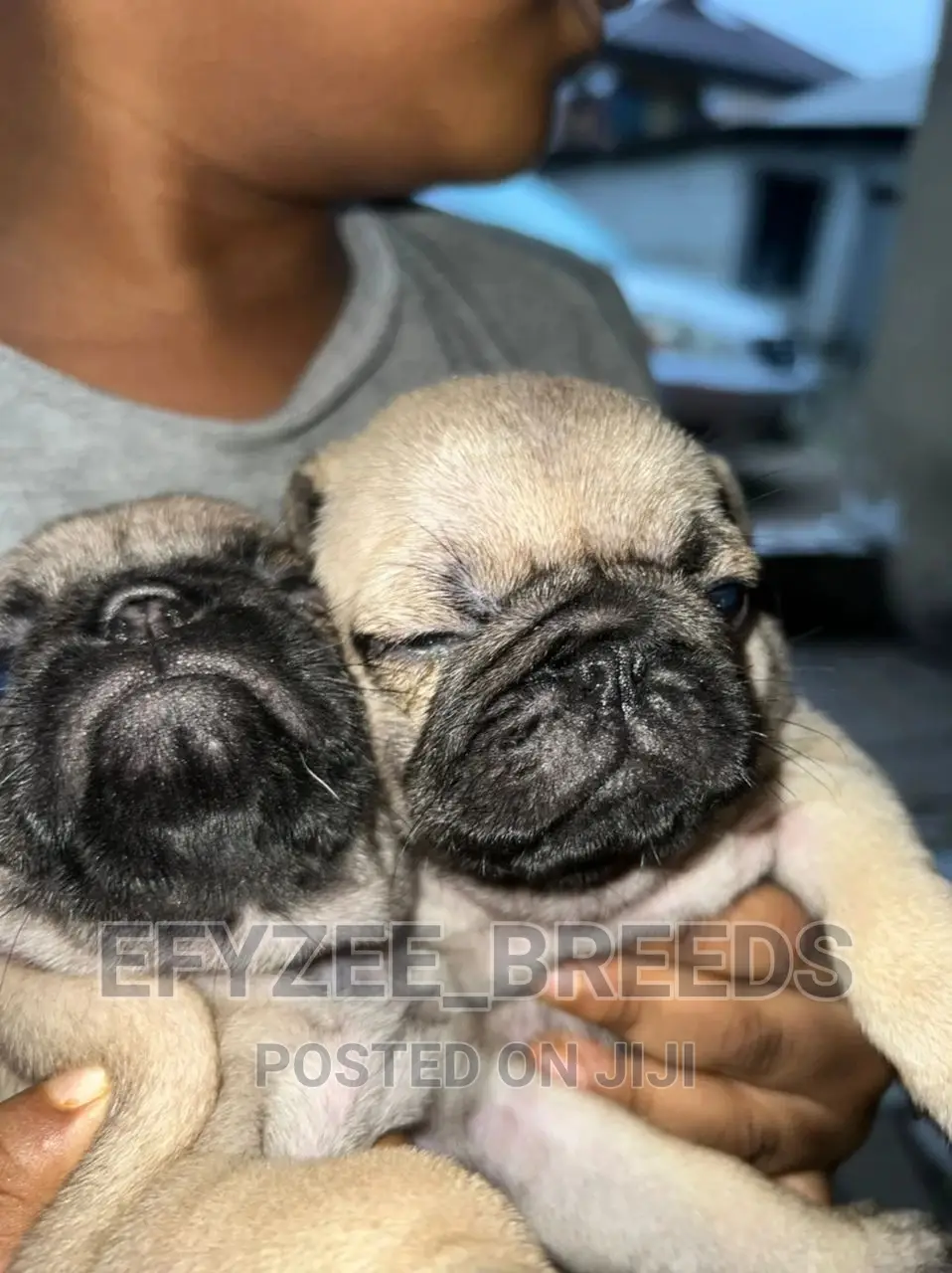 1-3 Months Male Purebred Pug