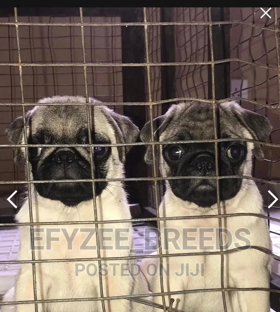 1-3 Months Male Purebred Pug