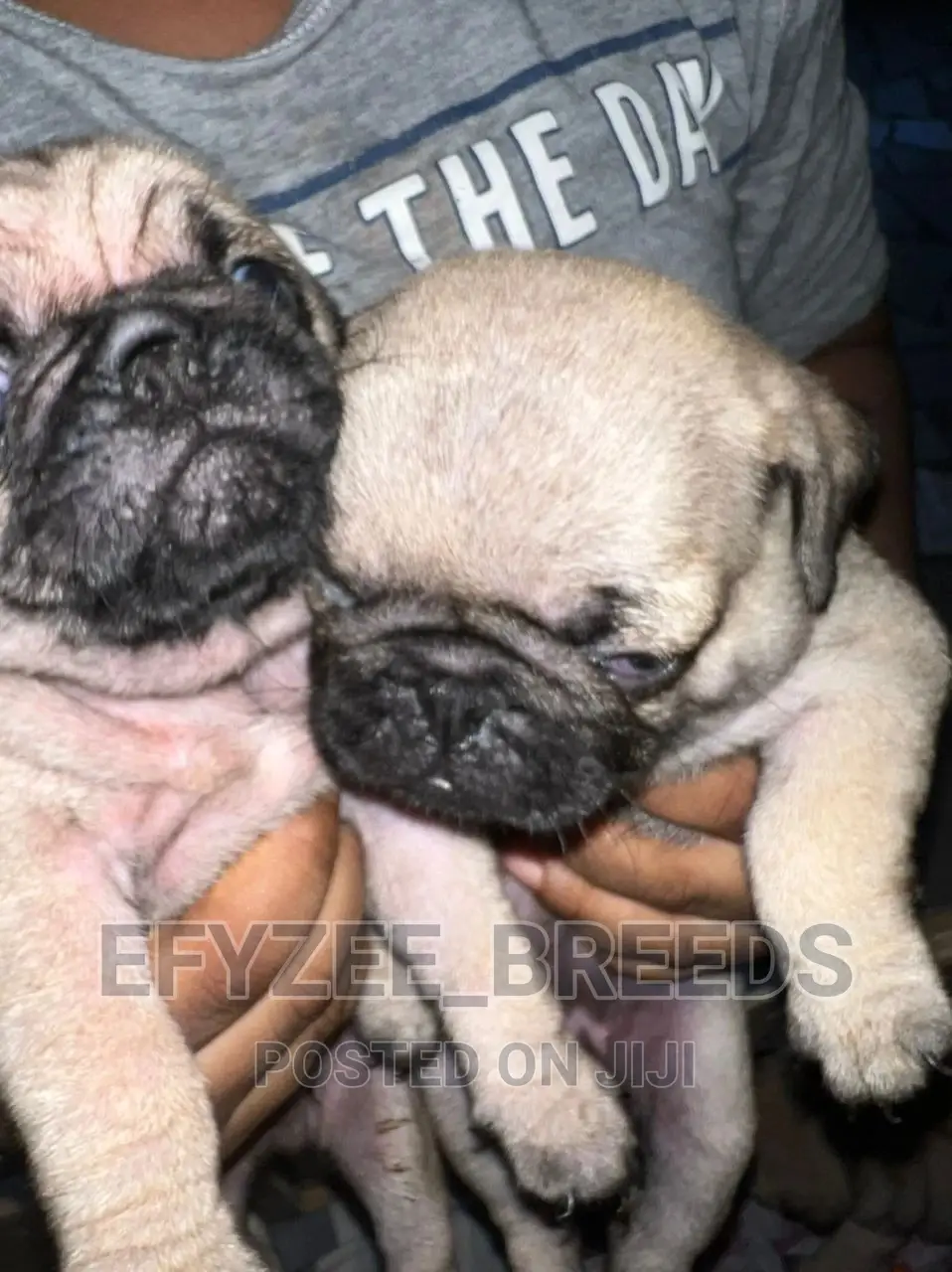 1-3 Months Male Purebred Pug