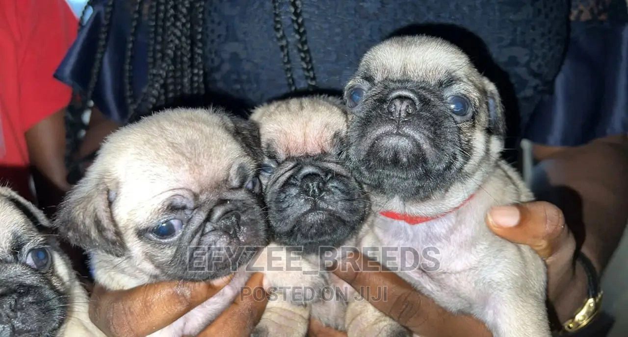 1-3 Months Male Purebred Pug