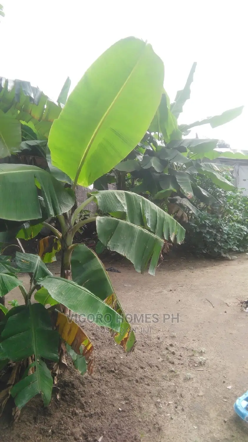 Dry Table Land for Sale