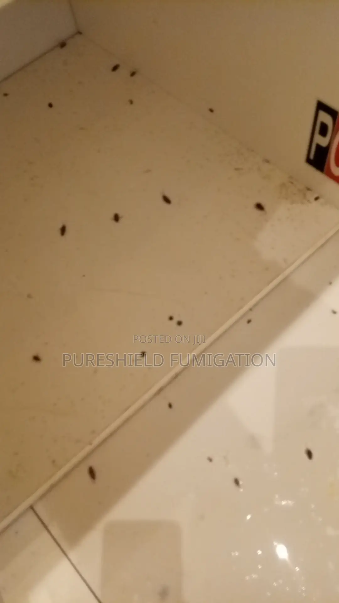 Draven Bug and Cockroaches Fumigation
