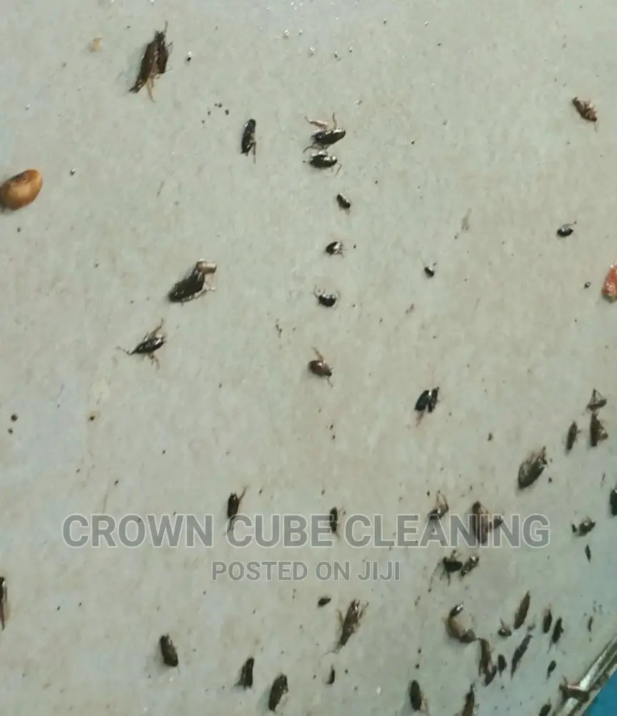 Best House Fumigation Services /