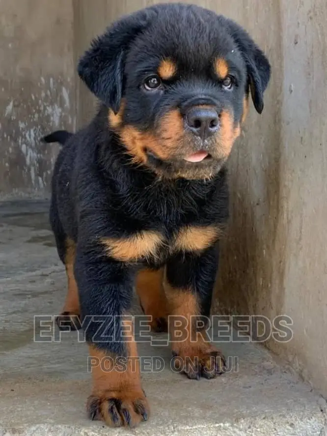 1-3 Months Male Purebred Rottweiler