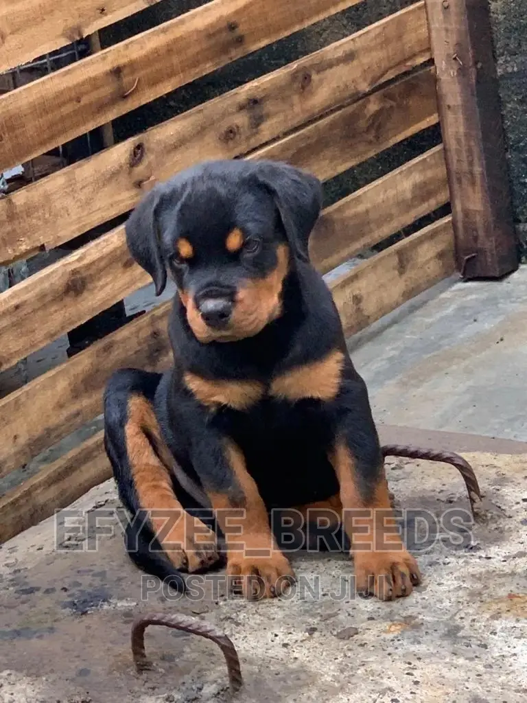1-3 Months Male Purebred Rottweiler