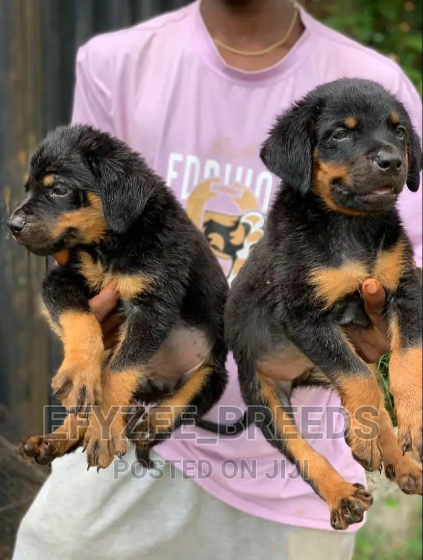 1-3 months Female Purebred Rottweiler