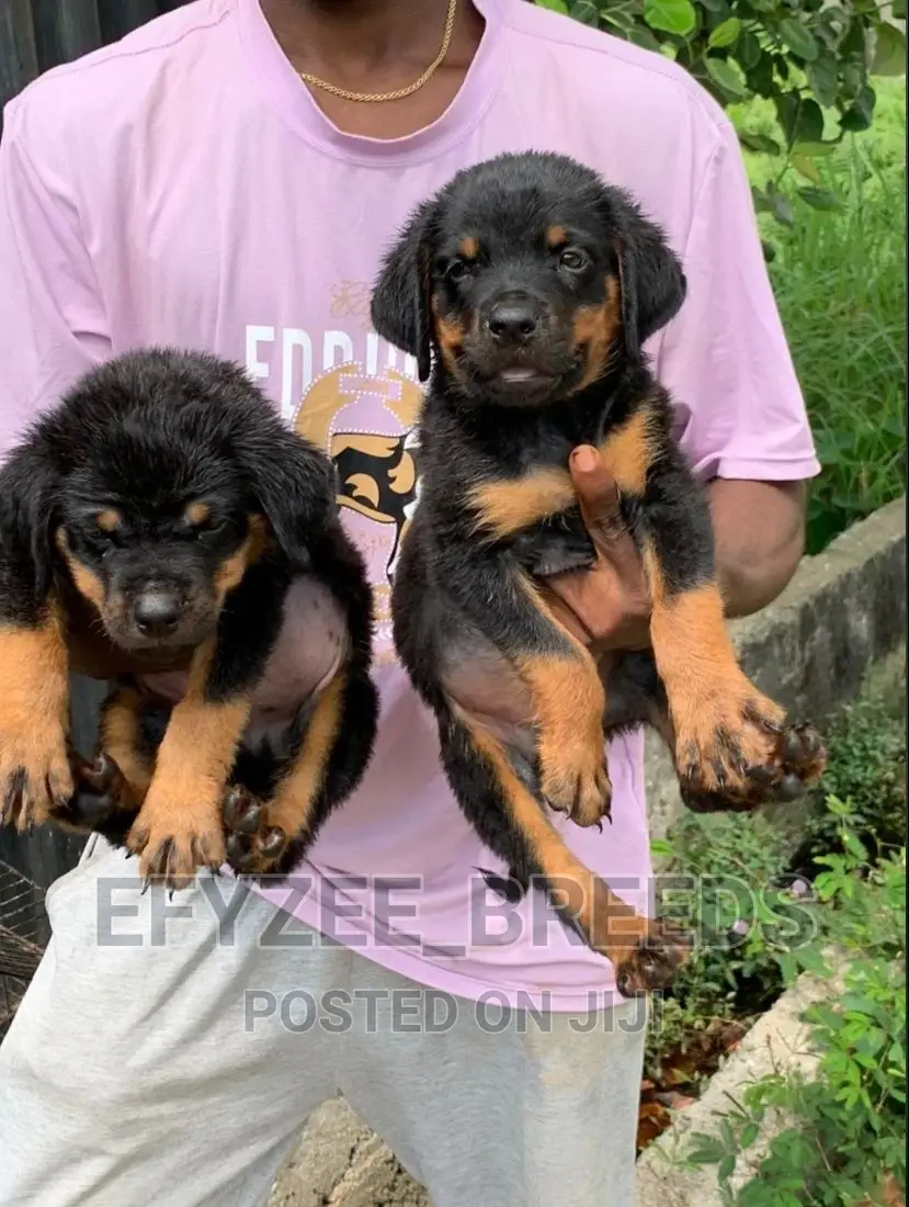 1-3 months Female Purebred Rottweiler