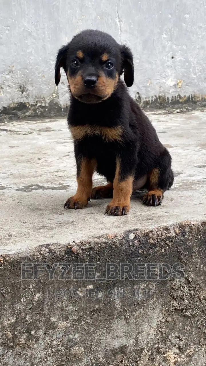 1-3 months Female Purebred Rottweiler