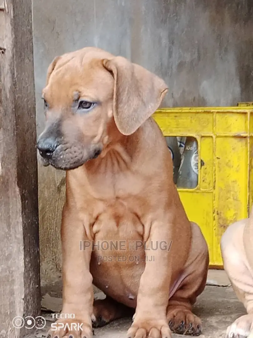 1-3 months Male Purebred Boerboel