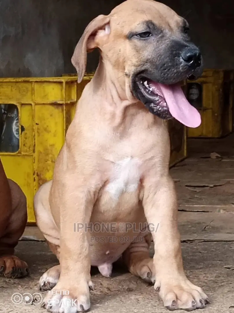 1-3 months Male Purebred Boerboel