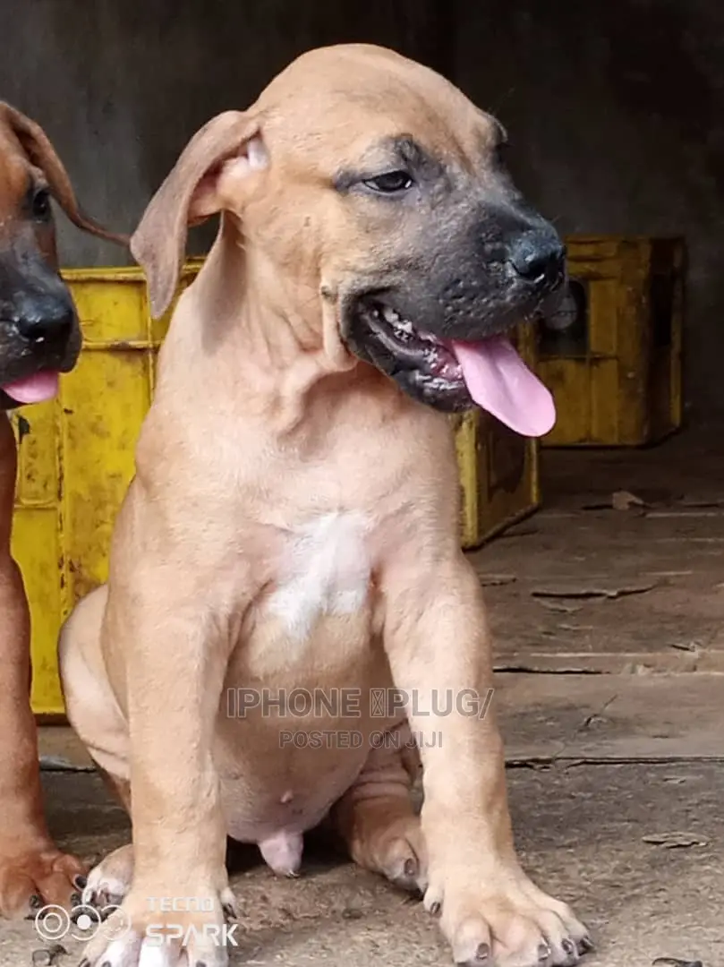 1-3 months Male Purebred Boerboel