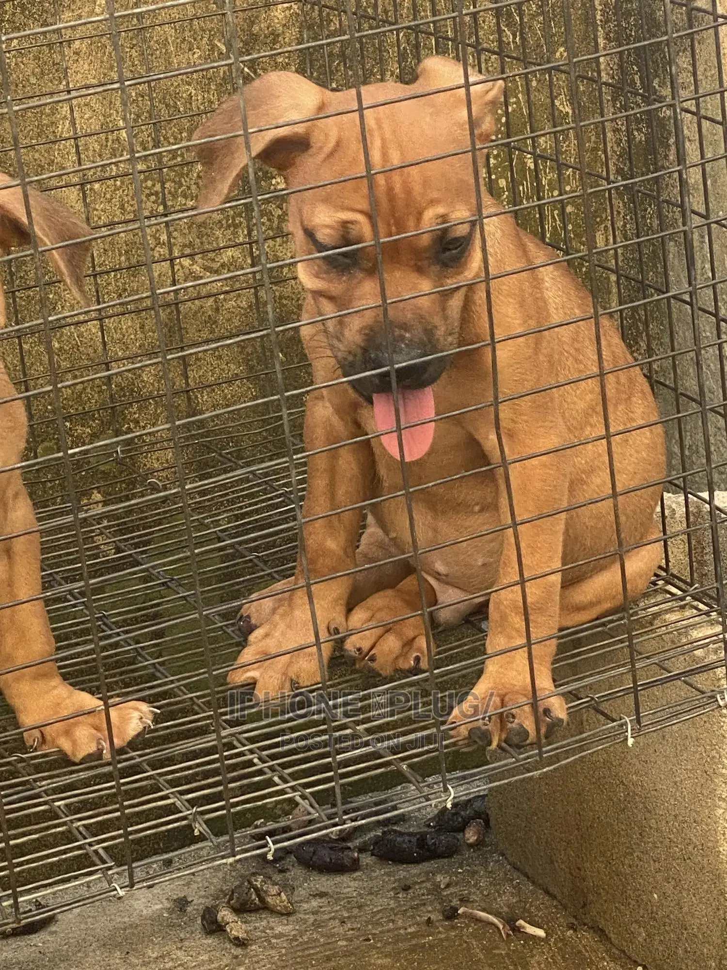 1-3 months Male Purebred Boerboel