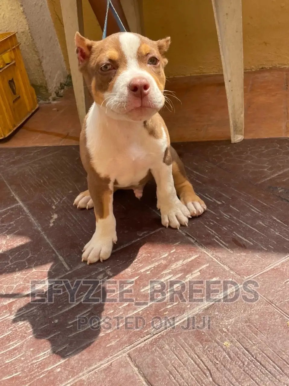 1-3 Months Male Purebred American Bully