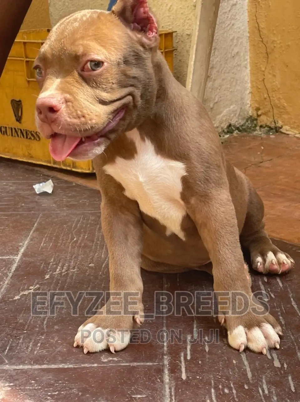 1-3 Months Male Purebred American Bully
