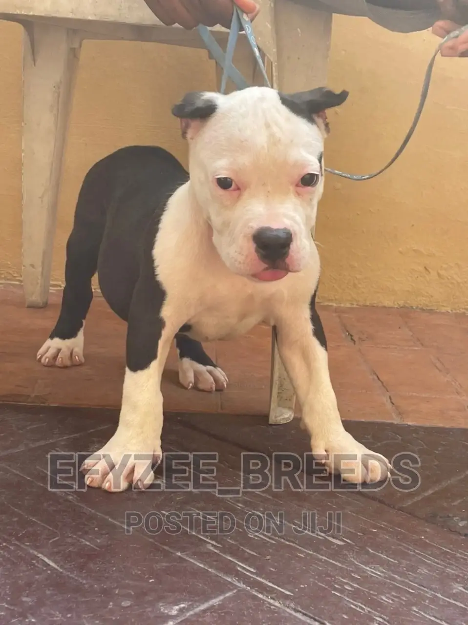 1-3 Months Male Purebred American Bully
