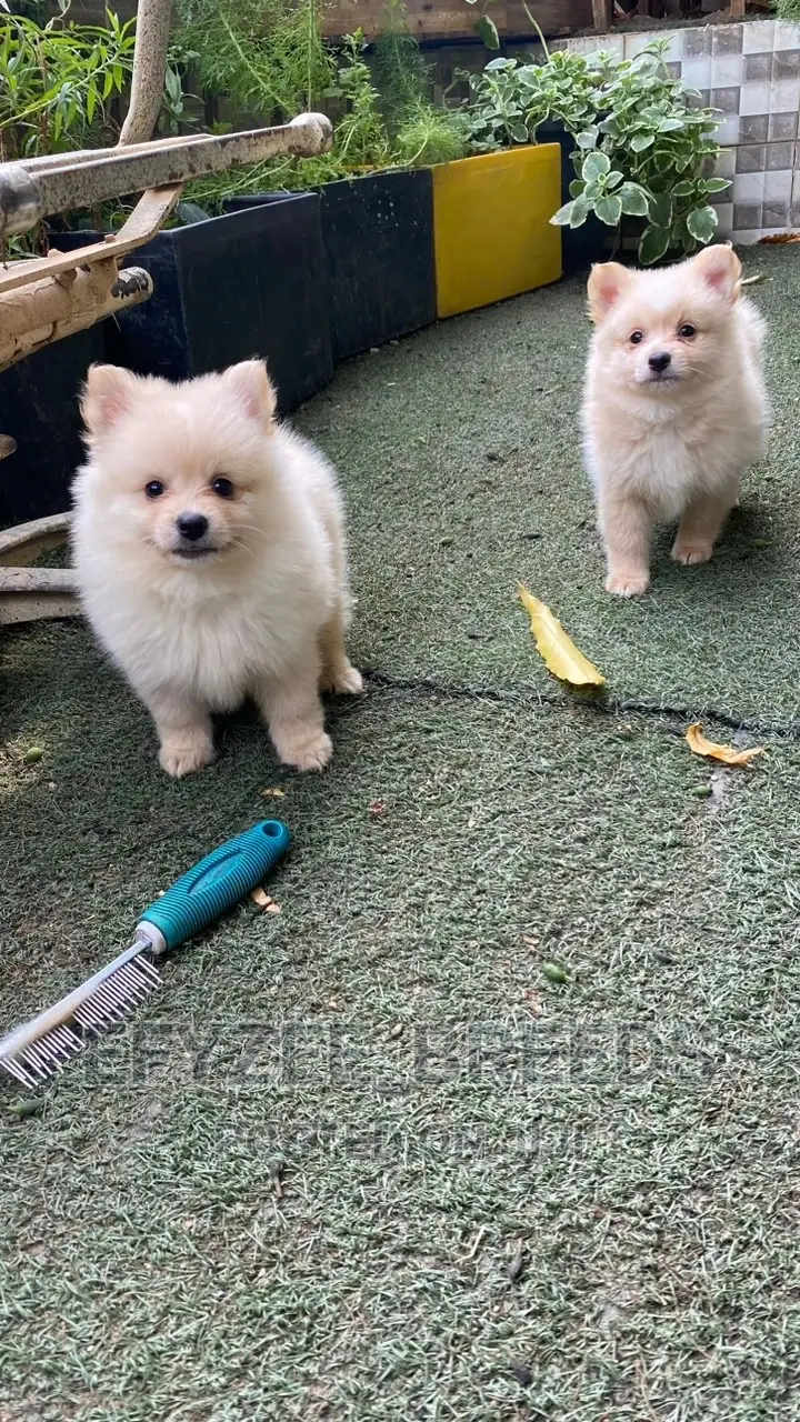 1-3 months Male Purebred Pomeranian