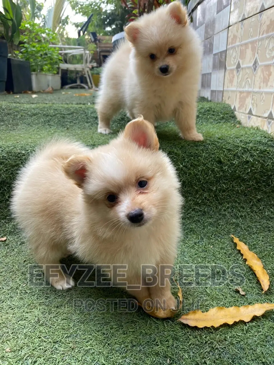 1-3 months Male Purebred Pomeranian