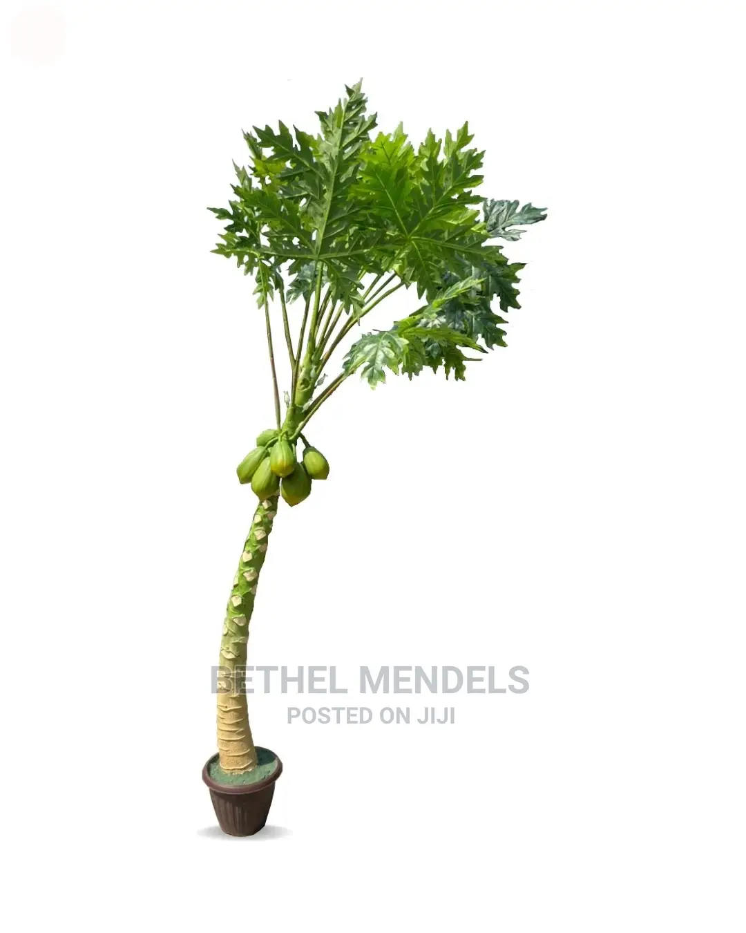 Papaya (Pawpaw) Artificial Potted Plants and Flowers
