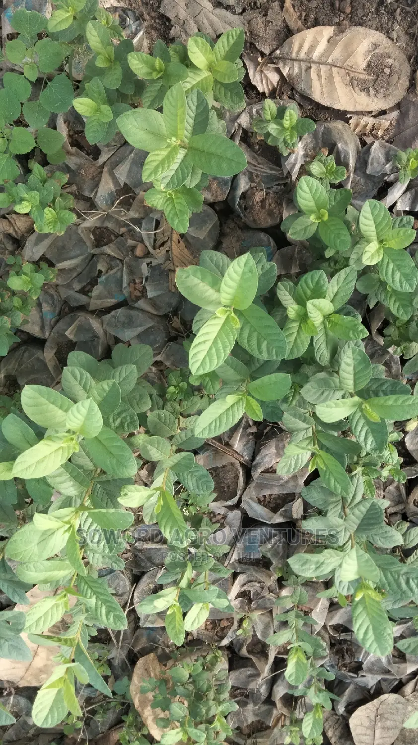 Hybrid Dwarf Guava Seedlings