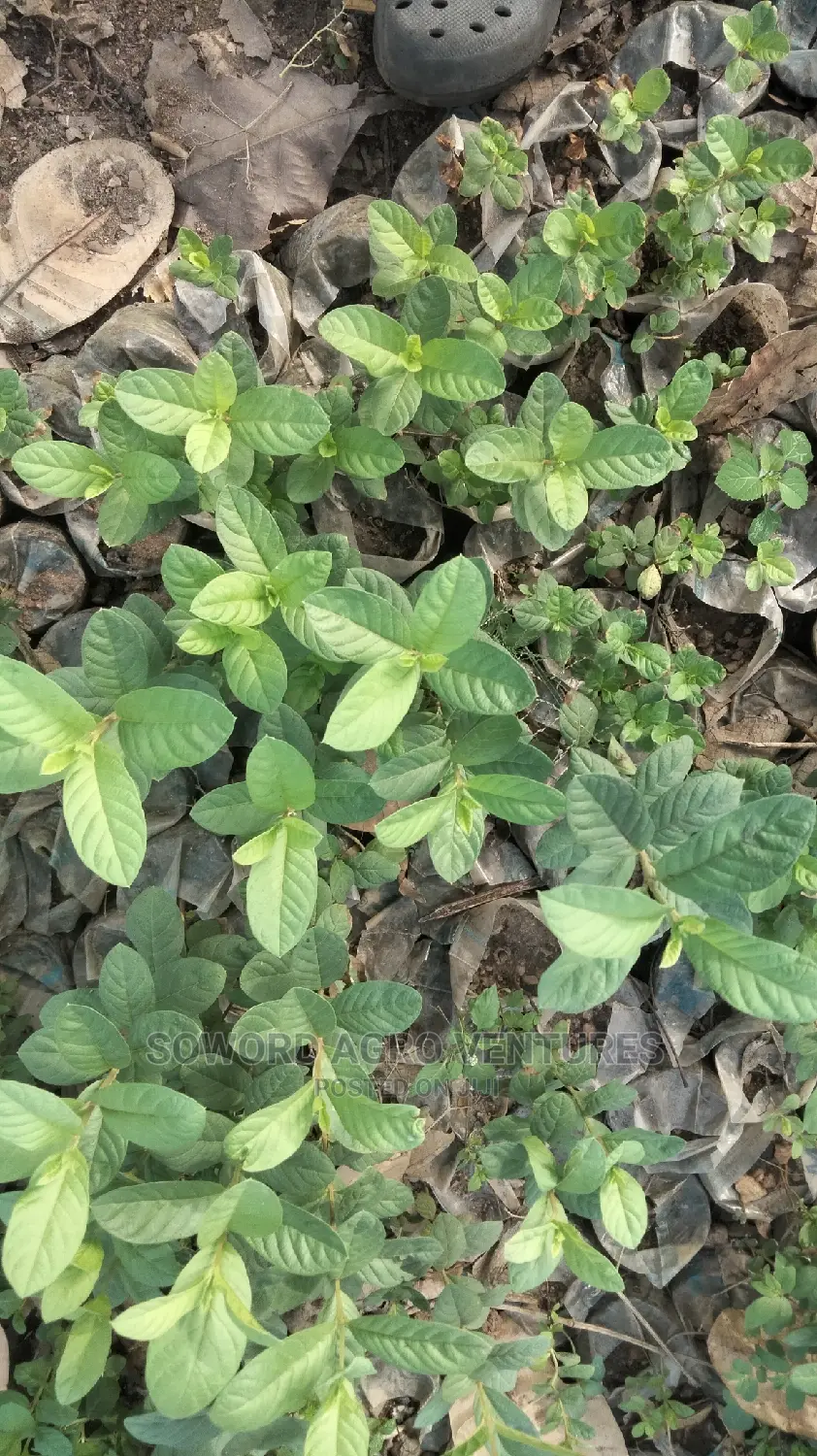 Hybrid Dwarf Guava Seedlings