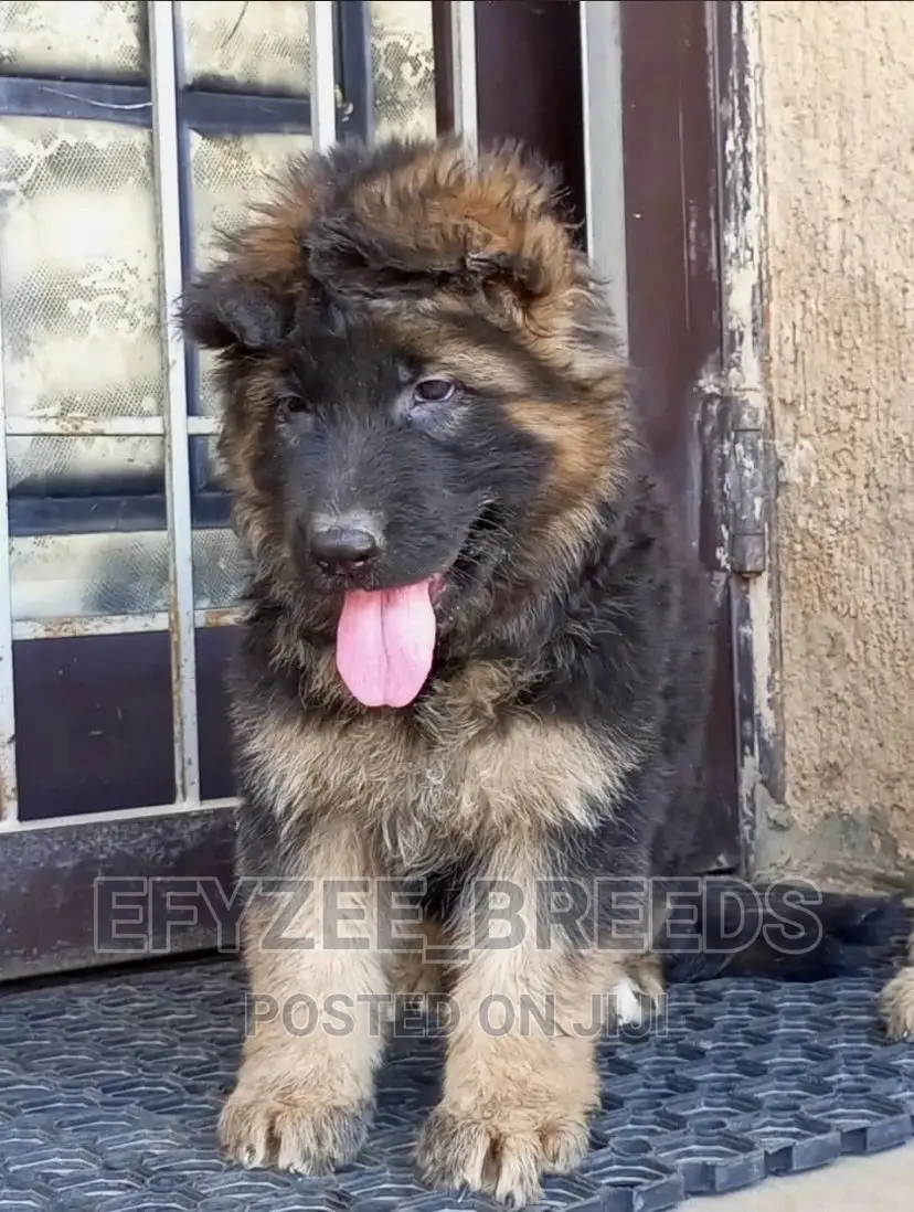 1-3 months Female Purebred German Shepherd