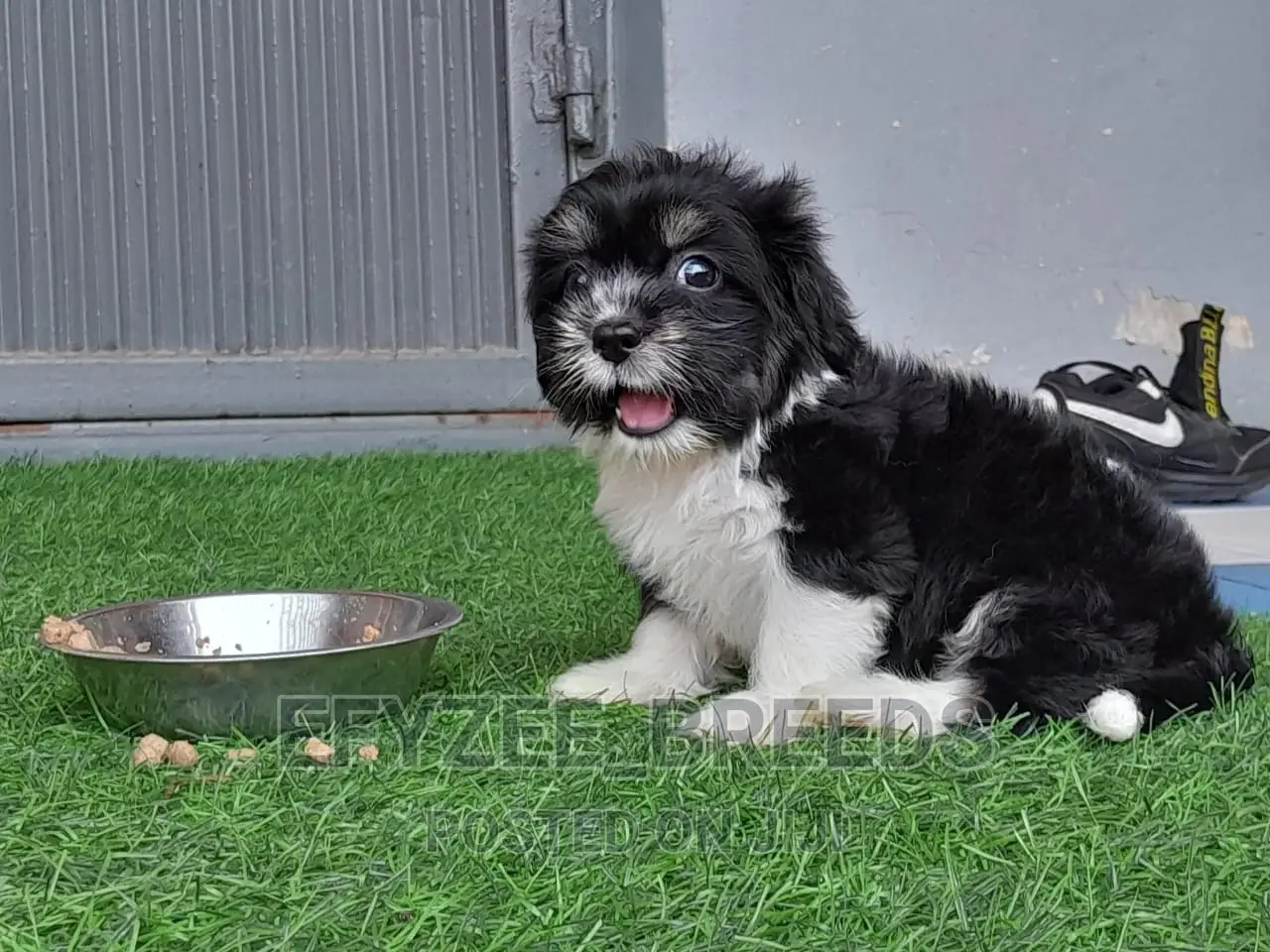 1-3 Months Male Purebred Lhasa Apso