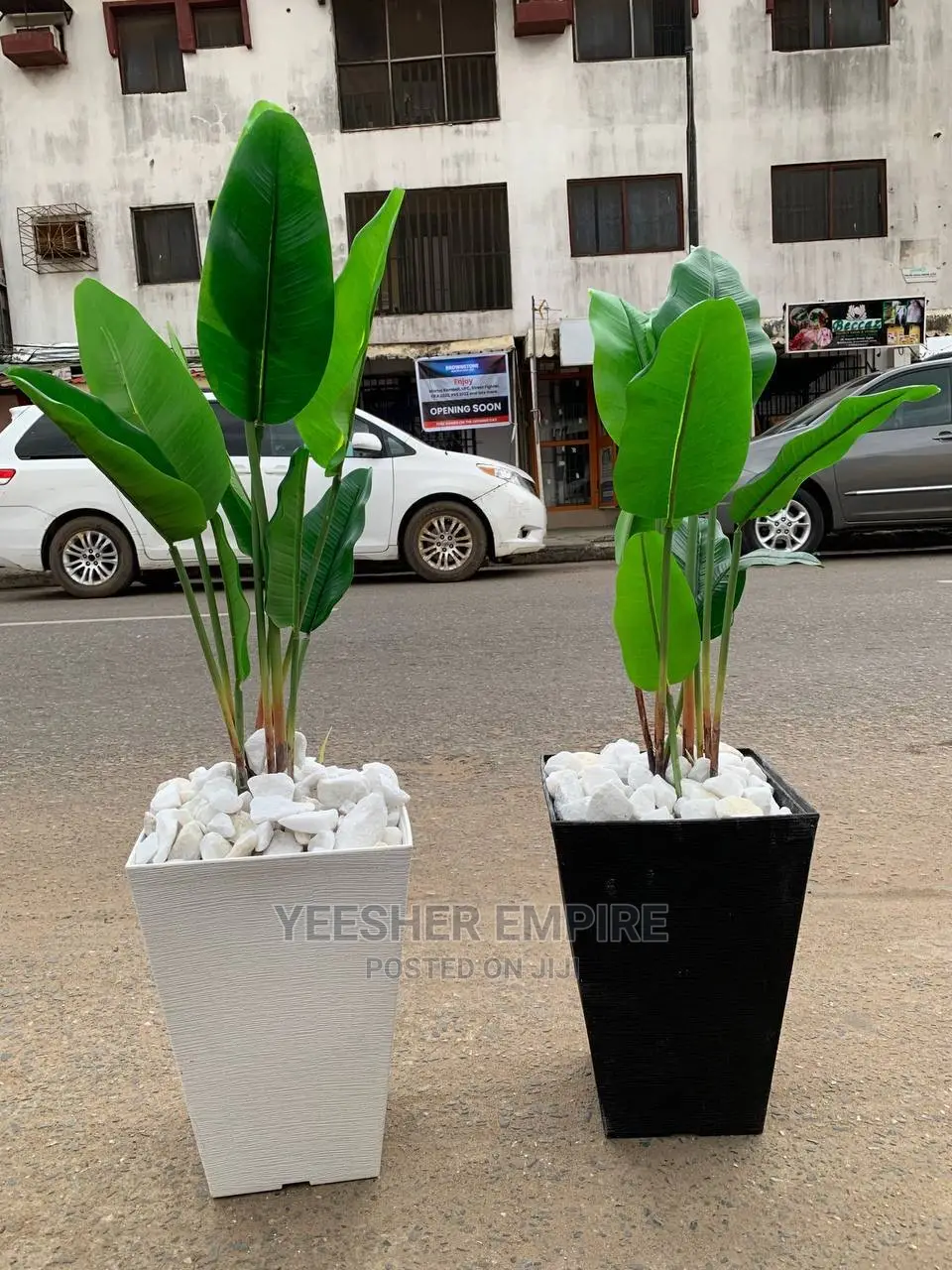 Potted Flower Plants