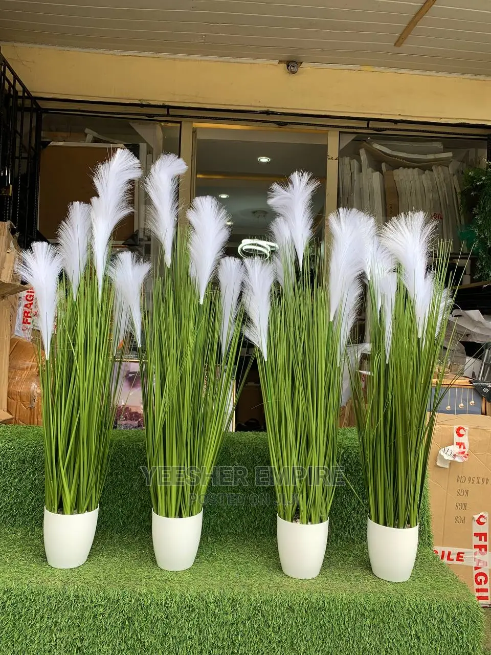 Feather Plant