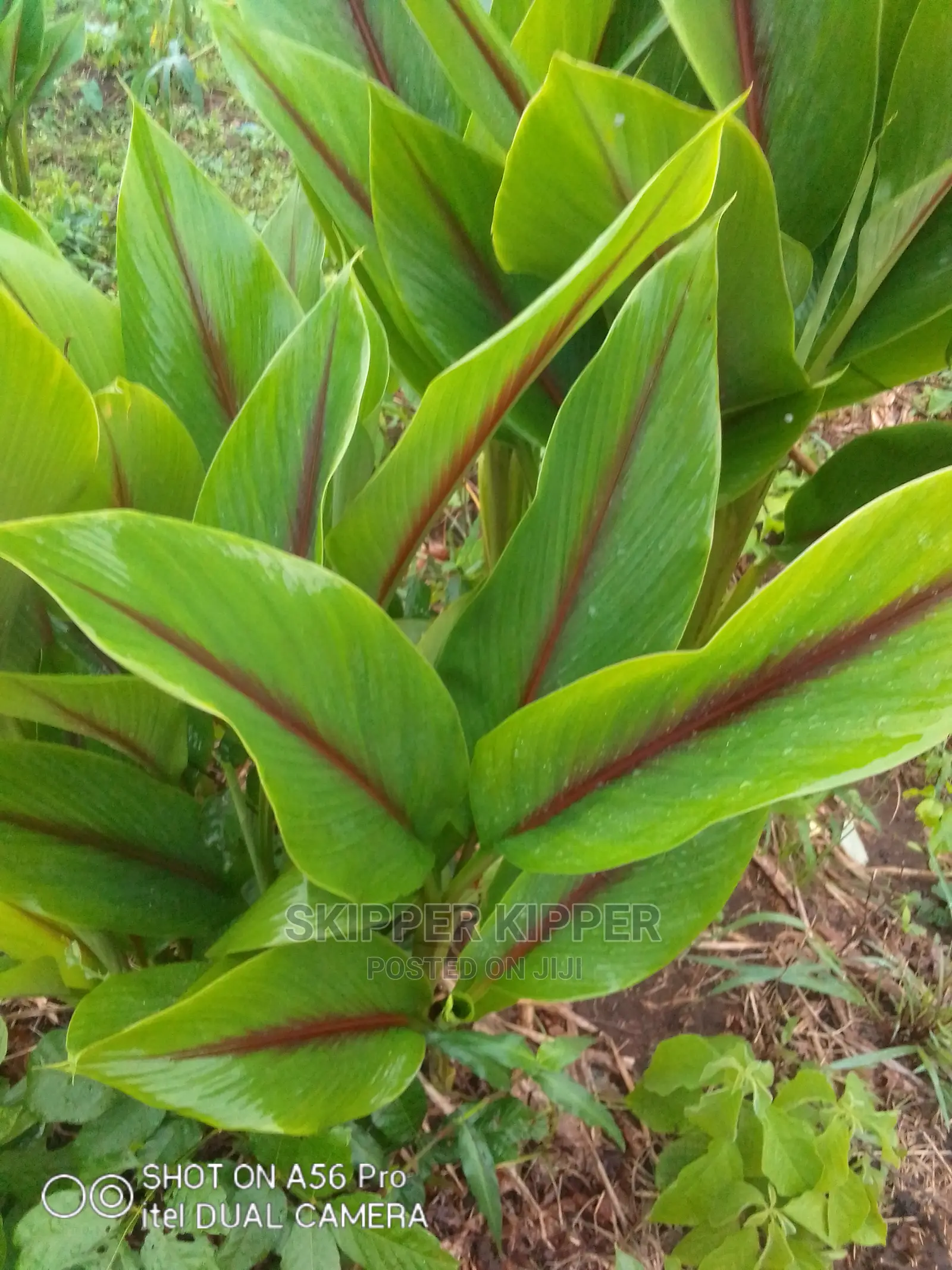 White Tumeric