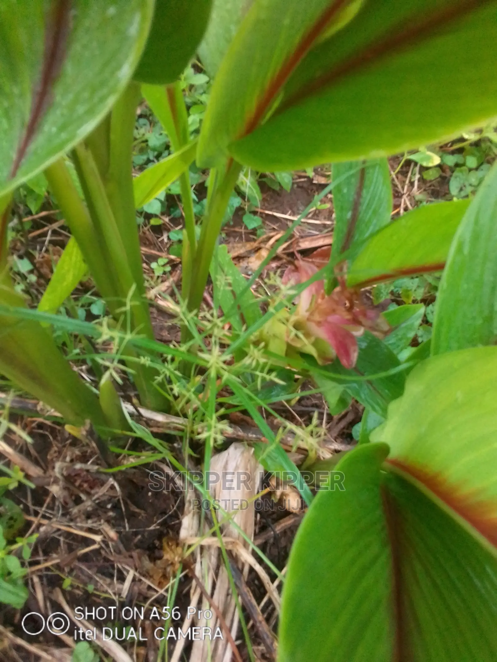 White Tumeric