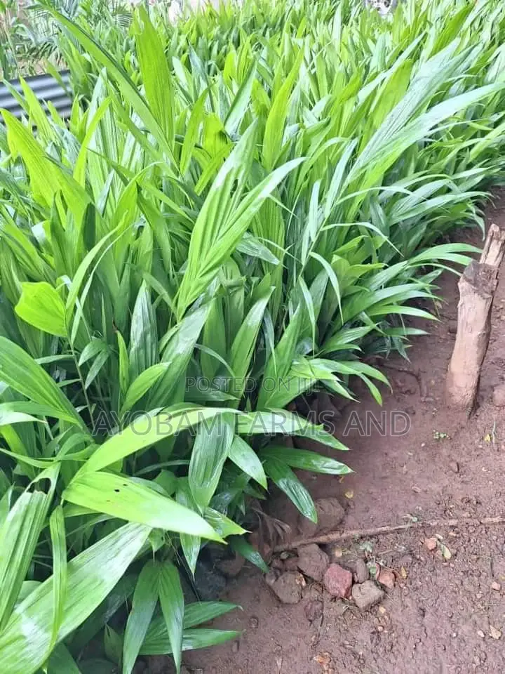 Tenera Oil Palm Seedlings Available for Sale