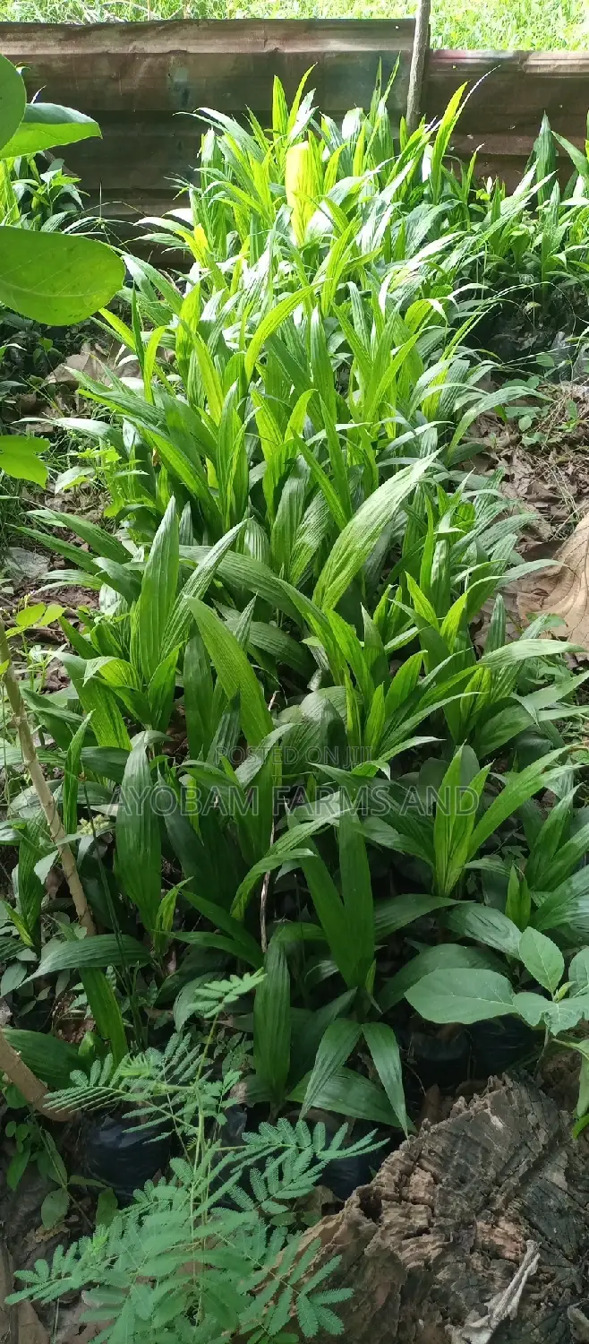 Tenera Oil Palm Seedlings Available for Sale
