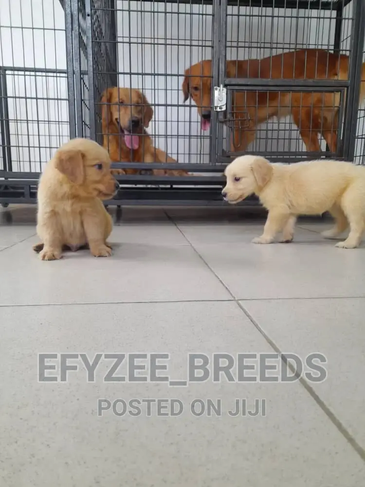 1-3 months Female Purebred Golden Retriever