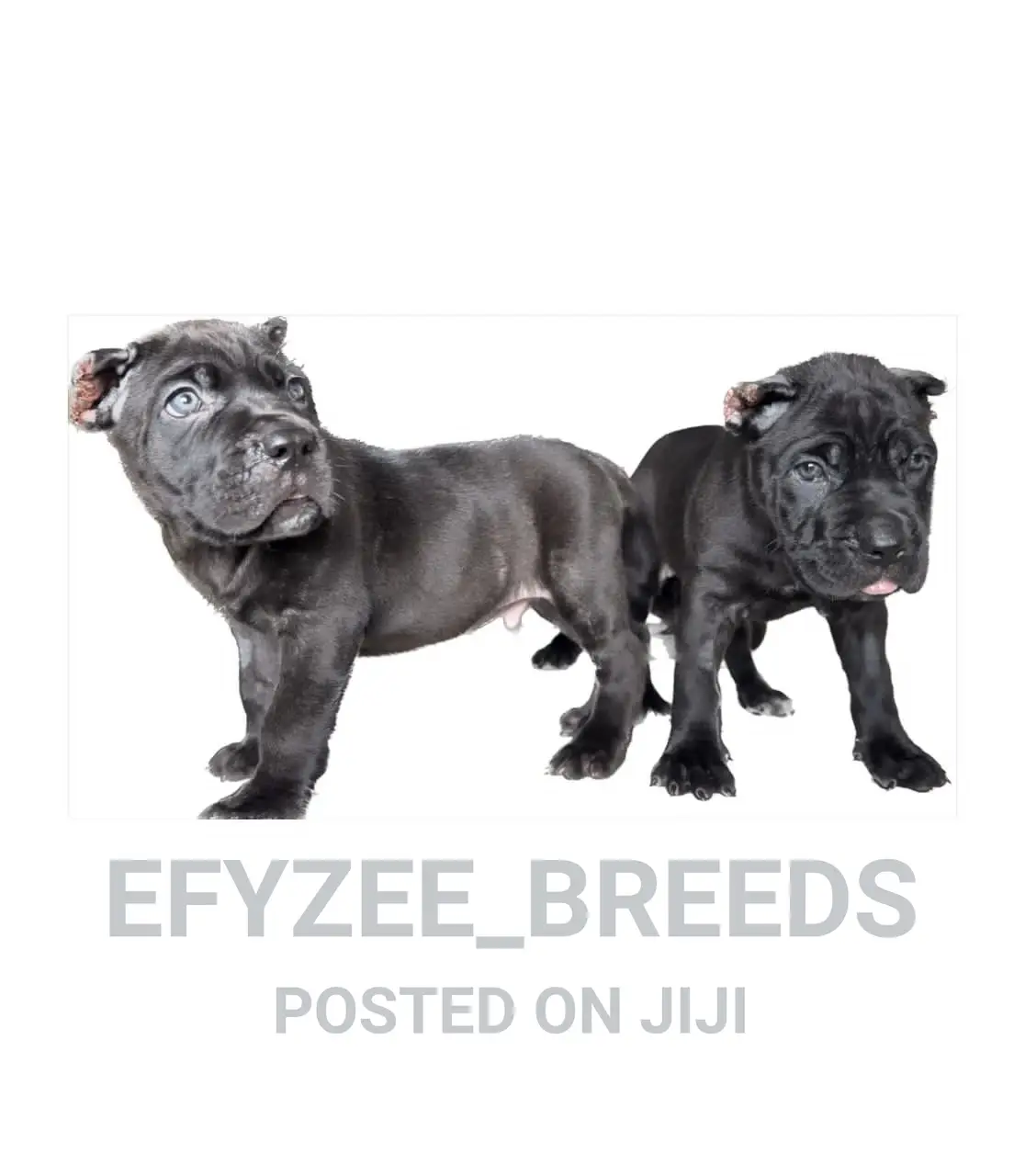 1-3 months Male Purebred Cane Corso