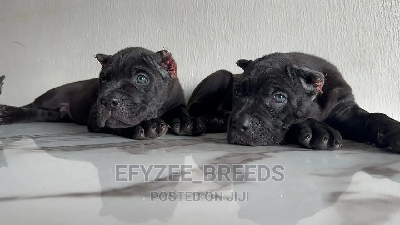1-3 months Male Purebred Cane Corso