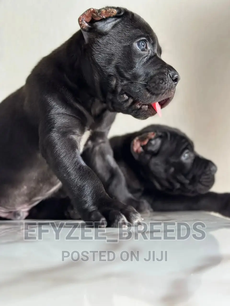 1-3 months Male Purebred Cane Corso